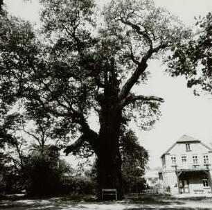 Hornow. Naturdenkmal Eiche : Hornow (Ortsteil der Stadt Spremberg). Naturdenkmal Eiche