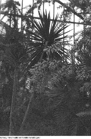 Dresden, Pillnitz. Versuchsanstalt? Mimosen, Januar 1954