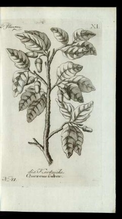 No 41. die Korkeiche. Quercus suber.