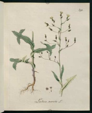 Lactuca scariola L.