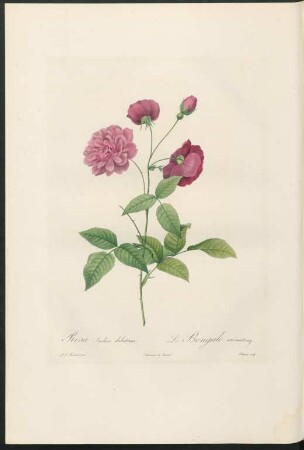 Rosa Indica dichotoma. Le Bengale animating. Chapuy sculp.