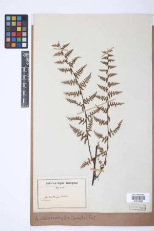 Adiantopsis chlorophylla (Sw.) Fée