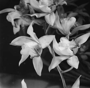 Dresden. Gartenausstellung. Orchidee (Orchidaceae)
