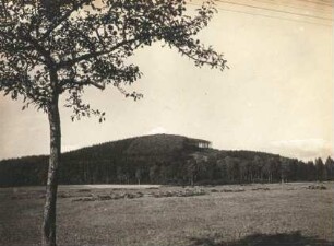 Großhennersdorf (Herrnhut-Großhennersdorf). Buche am Sonnenhübel