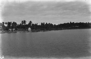 Kokoswald : Blick auf einen Kokoswald bei Maceió.