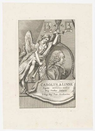 Bildnis des Carolus a Linné
