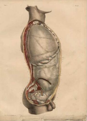 Die Eingeweide umgebende Schichten in der thorako-abdominalen Höhle (von der rechten Seite)