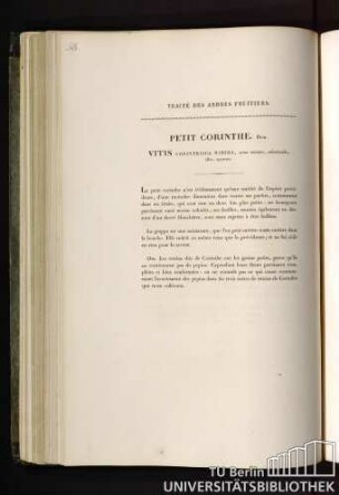 Petit Corinthe. Duh. Vitis corinthiaca minima, acino minimo, subrotundo, albo, apyreno.