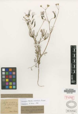 Scandix orientalis Griseb. [lectotype]