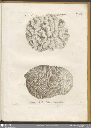 Pl. 485. Méandrine. Meandrina