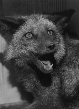 Archivfotografie "motive_tiere_tierzucht_pelztiere_10744"