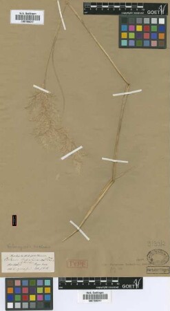 Calamagrostis emodensis Griseb. [type]