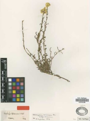 Helichrysum tschabanicum C.Koch [type]