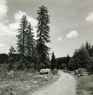 Schwarzwald-Sommer am Gisiboden