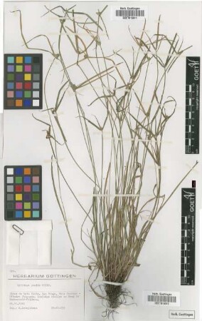 Kyllinga pumila Michx.