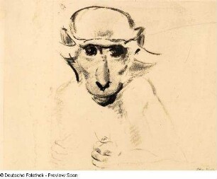 Beobachtendes Äffchen. Kohlezeichnung (1946; E. Richter)