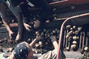 Fotografie: Kartoffel, Erntetechnik, Kartoffelsammelroder, Arbeitsplatz, Handarbeit