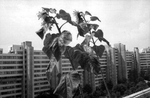 München: Sonnenblumen auf dem Balkon [im Olympischen Dorf]