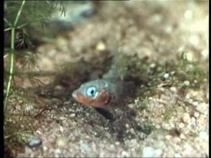 Gasterosteus aculeatus (Gasterosteidae) - Balz und Ablaichen