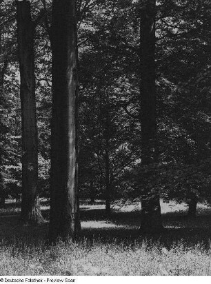 Lichtdurchflutete Laubbäume in einem Park