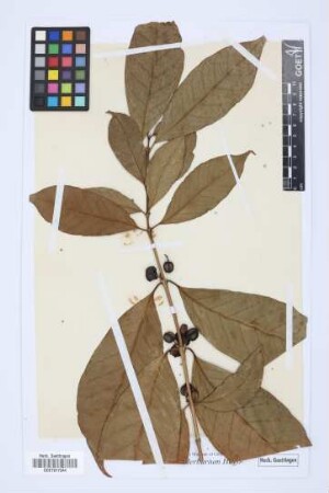 Jasminum