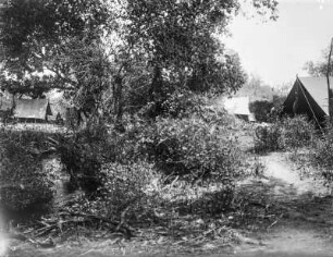 Vegetation am Zeltlager : Blick auf die Vegetation an einem Zeltlager