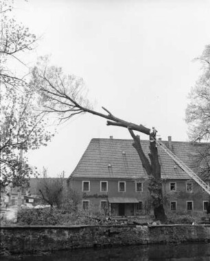 Schönfeld (Dresden-Schönfeld-Weißig), Fällen der beiden Linden im Rittergutshof. Durchmesser des Stammes 30 cm, über dem Boden 180 und 200 cm