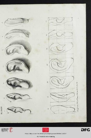 Pl. XXIX [Ohren (Kontur, Schraffur, Proportionen]