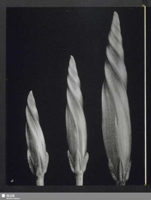 Ipomoea [Pharbitis] imperialis (praecox), Blütenknospen der blauen Kaiserwinde