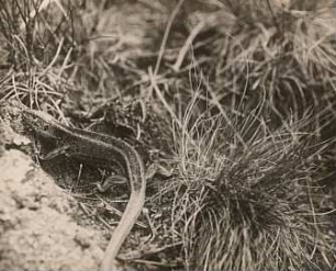 Zauneidechse (Lacerta agilis)