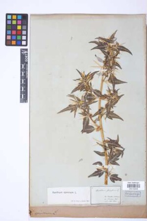 Xanthium spinosum L.