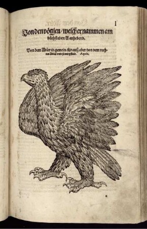 Von den Vöglen/welcher nammen am Buchstaben A anhebend.