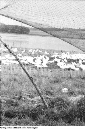 Dresden, Rossendorf. Kombinat Industrielle Mast (KIM)? Geflügelzucht, 1958
