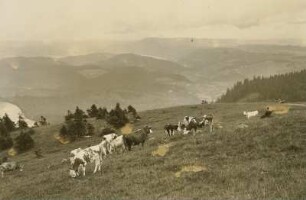 Schwarzwald. Seebachtal : Blick vom Feldberg nach Osten ins Seebachtakl (Bärental) und auf den Titisee