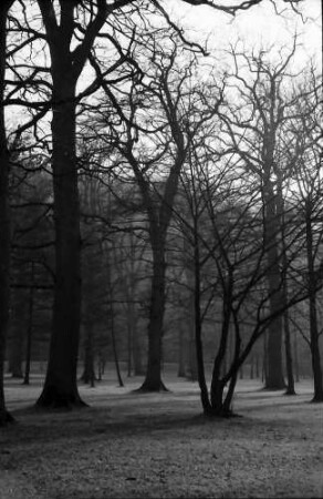 Freiburg: Kahler Mösle-Wald