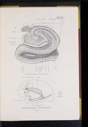 221 Frontalschnitt des Gyrus hippocampi.