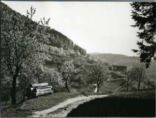 Kirschblüte im Markgräfler Land