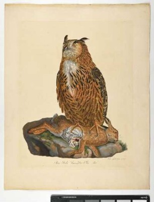 Strix Bubo. Linn. Der Uhu. Mas. – Uhu. Bubu bubo; mas. - Zeichner und Stecher: Ambrosius Gabler