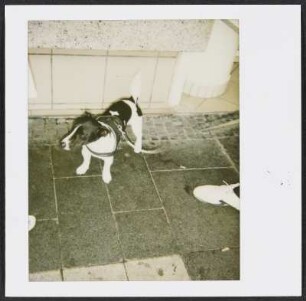 Hund in Kassel