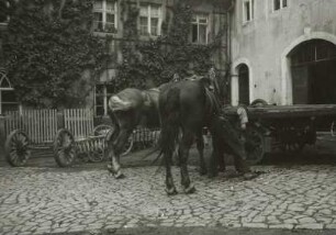 Bautzen, Schmiede, Äußere Lauenstraße. Hufschmied beim Beschlagen eines Pferdes