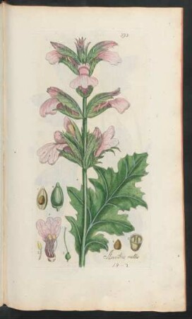 393. Acanthus mollis