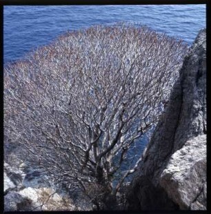 Baum und Felsen vor dem Meer