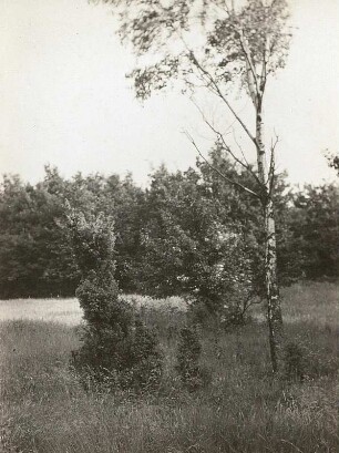 Oberlausitzer Hügelland, Rotstein. Ehemalige Hutung mit Gemeinem Wacholder (Juniperus communis)
