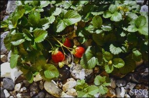 Erdbeeren, "Feuerstein".