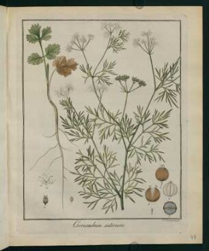 47r, Coriandrum sativum