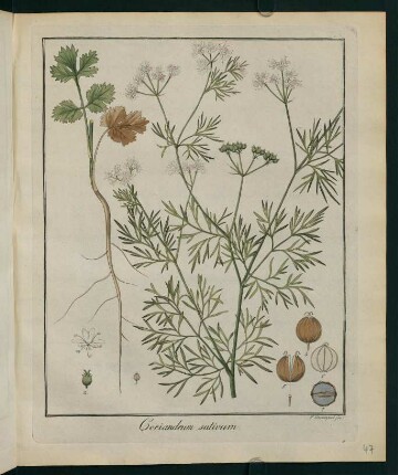 47r, Coriandrum sativum