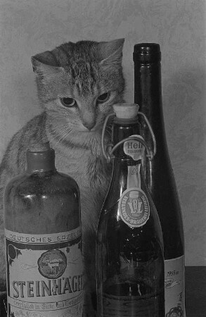 Eine getigerte Katze hinter drei Flaschen