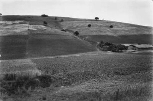 Feldbau : Blick auf Felder mit Tabak und Weizen, dazwischen Weideflächen und Ölbäume