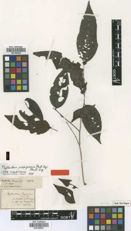 Phyllanthus poeppigianus (Müll.Arg.) Müll.Arg. [type]