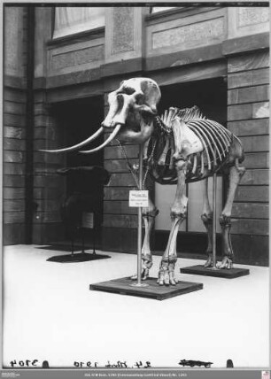 Senckenbergmuseum: Ausstellungshalle mit Dinosaurierskelett